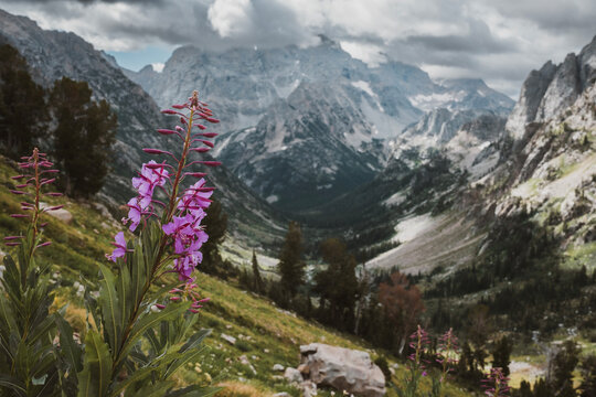 Wildflower in bloom overlooking Cascade Canyon, Tetons, Wyoming
