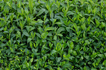 Low-growing Polygonum aviculare thrives in a sunny garden showcasing dense green leaves and small clusters of flowers typical of common knotgrass