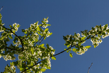 Common hawthorn branches adorned with white flowers against a clear blue sky in springtime daylight