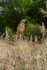 Common reed sways gently in the wind amidst a natural habitat during a sunny day in late spring