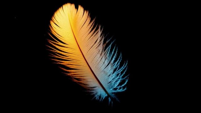 Vibrant feather glowing with warm orange and cool blue gradient on dark black background, delicate texture detail highlighting softness and elegance in minimal artistic nature inspired floating feathe