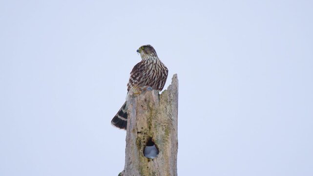 Merlin (Falco columbarius) Eating Fresh Kill on High Perch in Slow Motion