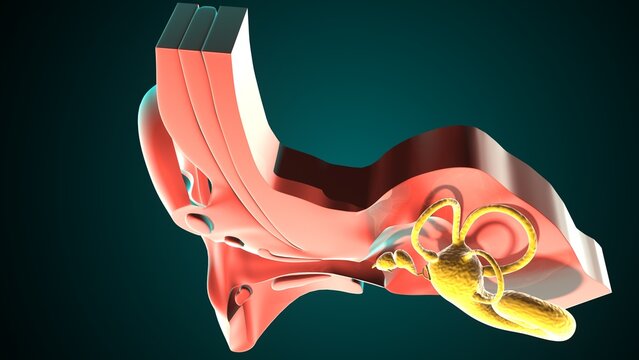 Ear parts anatomy. 3d illustration 