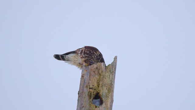 Cinematic Slow Motion Capture of Merlin (Falco columbarius) Stripping Plumage from Prey
