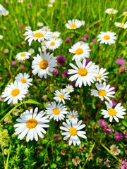 A vibrant and colorful field of wildflowers, featuring an abundance of white daisies with bright yellow centers, interspersed with delicate purple blooms. 