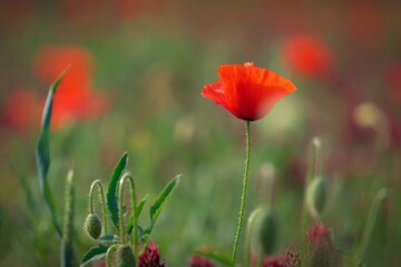 Summer nature - concept. Beautiful landscape with red poppy flowers and sunny day with blue sky.