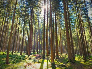 Beautiful landscape with forest and sun. Green nature, concept for environment.