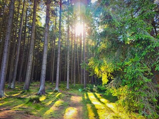 Beautiful landscape with forest and sun. Green nature, concept for environment.