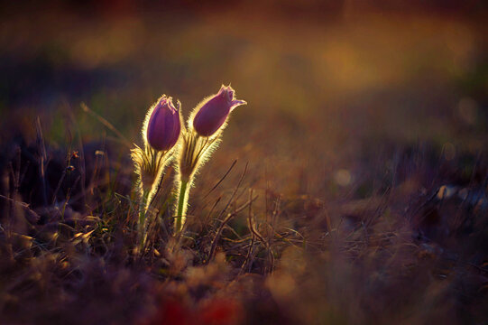 Springtime and spring flower. Beautiful purple little furry pasque-flower. (Pulsatilla grandis) Blooming on spring meadow at the sunset. Nature colorful background.