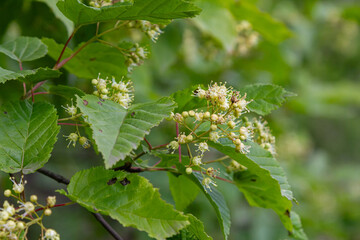 Spring blooms of Acer tataricum reveal clusters of greenish-white flowers among rounded leaves in a serene natural setting
