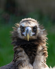 Close up head shot of a vulture.