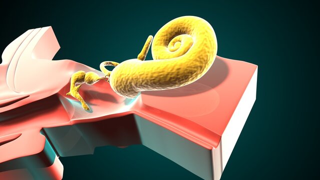 Ear parts anatomy. 3d illustration 