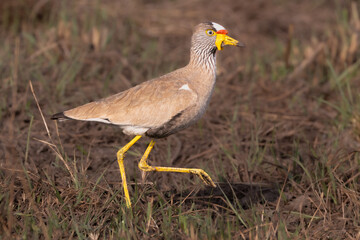 African Wattled Lapwing (Vanellus senegallus) (Lelkiewiet) in Rietvlei Nature Reserve, Pretoria, Gauteng, South Africa