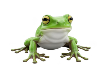 Green tree frog isolated on transparent background for wildlife, nature and education projects