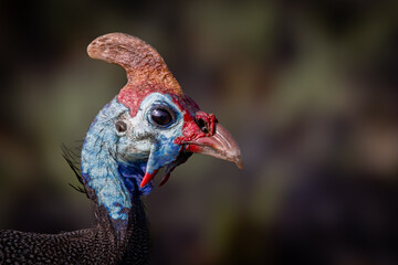 Close-up of a Helmeted Guinea Fowl (Gewone Tarentaal) (Numida meleagris) in Rietvlei Nature reserve, Pretoria, Gauteng, South Africa