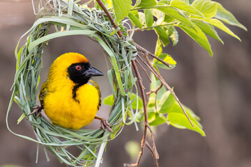 Male Southern Masked Weaver (Swartkeelgeelvink) (Ploceus velatus) building a nest in Rietvlei Nature Reserve, Pretoria, Gauteng, South Africa