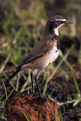 Capped Wheatear (Hoëveldskaapwagter) (Oenanthe pileate) in Rietvlei Nature Reserve, Pretoria, Gauteng, South Africa