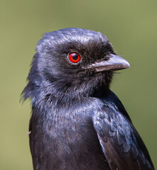 Close-up of a Fork-tailed Drongo (Mikstertbyvanger) (Dicrurus adsimilis) in Rietvlei Nature reserve, Pretoria, Gauteng, South Africa