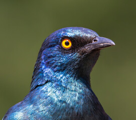 Cape Starling (Kleinglansspreeu) (Lamprotornis nitens) ) in Rietvlei Nature Reserve, Pretoria, Gauteng, South Africa