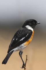 African Stonechat (Saxicola torquatus) (Gewone Bontrokkie) in Rietvlei Nature Reserve, Pretoria, Gauteng, South Africa
