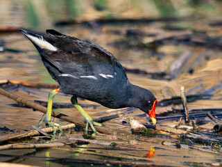 Common Moorhen (Grootwaterhoender) (Gallinula chloropus) in Rietvlei Nature Reserve, Pretoria, Gauteng, South Africa