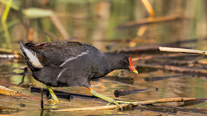 Common Moorhen (Grootwaterhoender) (Gallinula chloropus) in Rietvlei Nature Reserve, Pretoria, Gauteng, South Africa