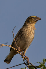 Female Thick-billed weaver (Dikbekwewer) (Amblypspiza albifrons) in Rietvlei Nature Reserve, Pretoria, Gauteng, South Africa