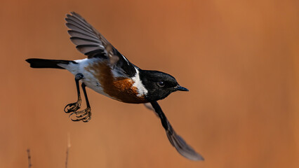African Stonechat (Saxicola torquatus) (Gewone Bontrokkie) in Rietvlei Nature Reserve, Pretoria, Gauteng, South Africa