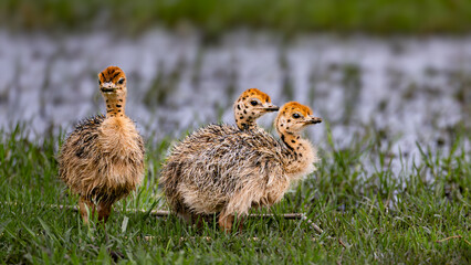 Very young South African Ostrich chicks (Struthio camelus australis) in Rietvlei Nature reserve, Pretoria, Gauteng, South Africa