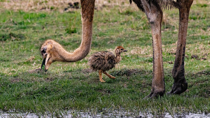 Very young South African Ostrich chicks (Struthio camelus australis) in Rietvlei Nature reserve, Pretoria, Gauteng, South Africa