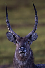 Waterbuck (Kobus ellipsiprymnus) (Waterbok) in Rietvlei Nature reserve, Pretoria, Gauteng, South Africa
