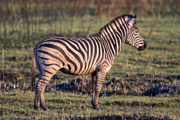 Zebra (Equus quagga) in Rietvlei Nature reserve, Pretoria, Gauteng, South Africa