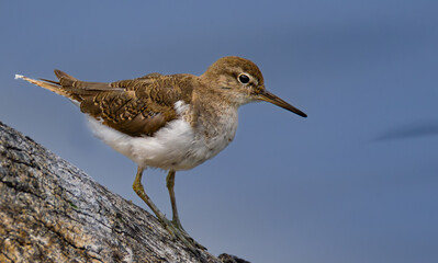 Common sandpiper (Gewone Ruiter) (Actitis hypoleucos) in Rietvlei Nature reserve, Pretoria, Gauteng, South Africa