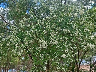Tall Baeckea growing in a park. Sannantha virgata
