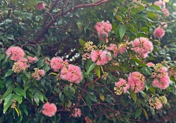 Pink flowers on a Small-leaved lily pilly plant. Syzygium luehmannii