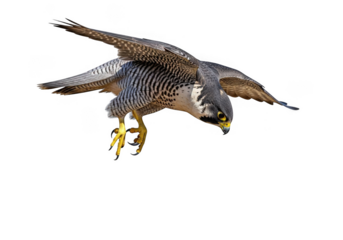 Peregrine falcon in flight isolated on transparent background for wildlife and nature themes