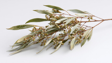 Studio-Isolated Native Plant Specimen with Soft Shadow on Pure White