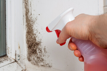 Spraying mold with a cleaning solution on a window frame