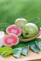 Fresh red guava, a vibrant tropical fruit displayed with leaves on a natural green background perfect for healthy food and tropical lifestyle themes.