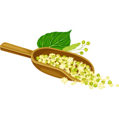 Wooden Scoop Filled With Delicate Linden Blossoms And Green Leaves Isolated On A White Background Detailed Illustration