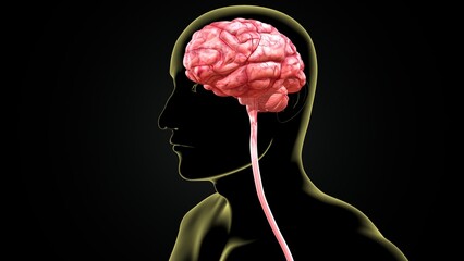 Male brain structure anatomy. 3d illustrations