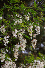 Robinia pseudoacacia tree blooms with fragrant white flowers in early spring creating an inviting natural atmosphere in the garden environment