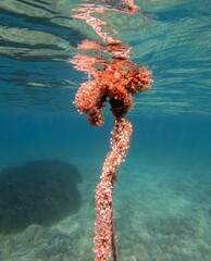 A sea buoy covered with mollusks