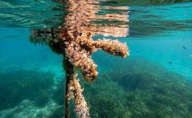 A sea buoy covered with mollusks
