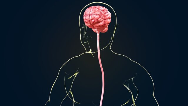 Human brain anatomy. 3d illustrations
