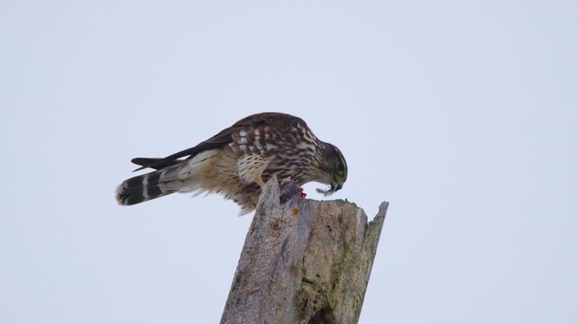 Merlin (Falco columbarius) Feeding on Kill, Close-Up of Raptor Plucking Feathers from Prey in the Wild