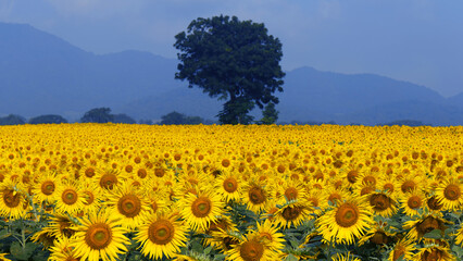 The yellow Mexican Sunflower field in full bloom.

