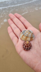 Seashells in a hand. Hand holding seashell at beach. Handful of seashells in hand. Shells on the palm against the sea background. Bunch of shells in hand.