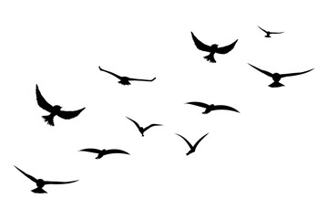 Naklejka premium Flying flock of birds silhouette, Simple swallows in flight, crows in the sky. Group of birds border.