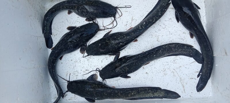 Freshly caught catfish arranged inside a container ready for consumption
